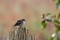 Gobe mouche noir-02